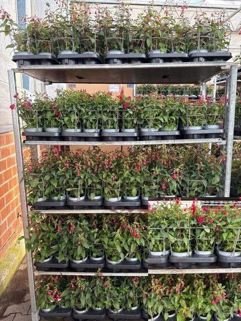 <h4>Fuchsia gemengd</h4>