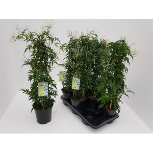 JASM POLYANTHUM WIT
