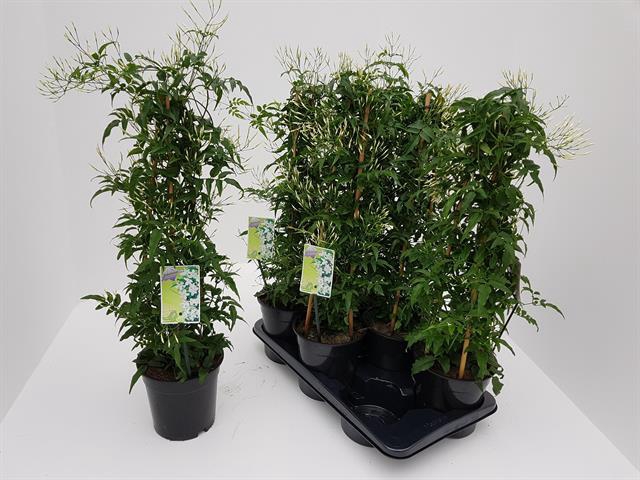 JASM POLYANTHUM WIT