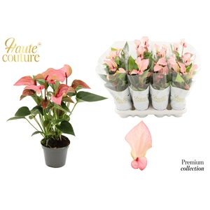 Anthurium 9 cm Matata in Haute Couture sleeve