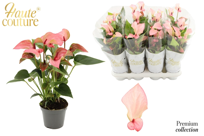 <h4>Anthurium 9 cm Matata in Haute Couture sleeve</h4>