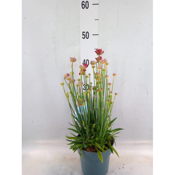 <h4>Armeria pseud. 'Ballerina'</h4>