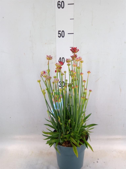 <h4>Armeria pseud. 'Ballerina'</h4>