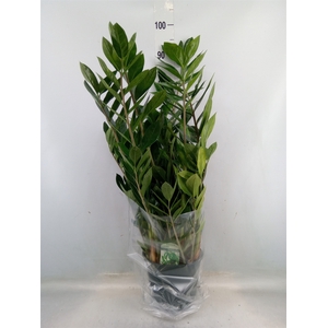 Zamioculcas zamiifolia