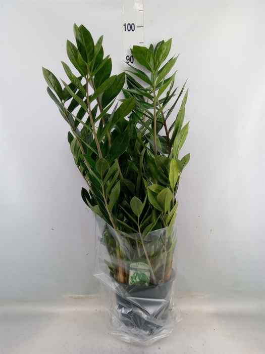 <h4>Zamioculcas zamiifolia</h4>