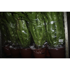 ASPLENIUM. OSAKA VARIADO P24