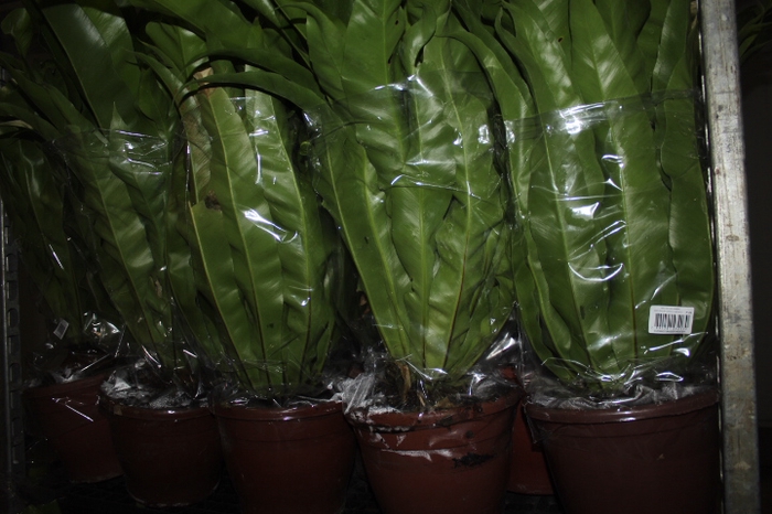 ASPLENIUM. OSAKA VARIADO P24