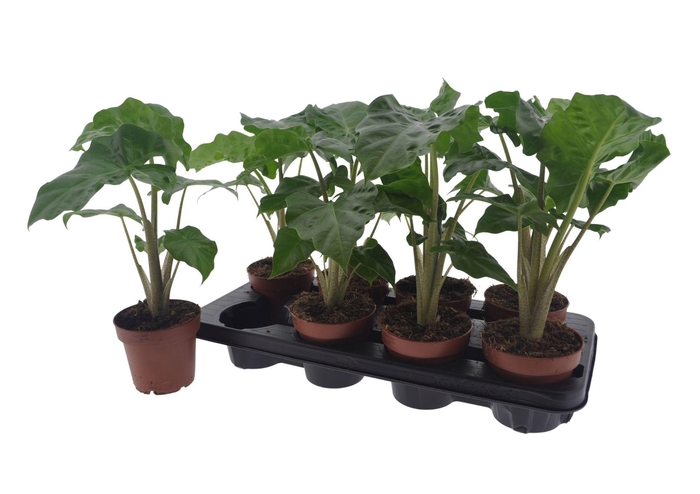 <h4>ALOC LOW RIDER</h4>