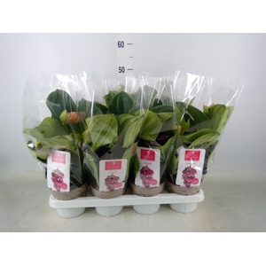 Medinilla magn. 'Candy'