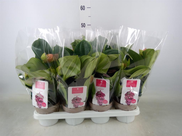 <h4>Medinilla magn. 'Candy'</h4>