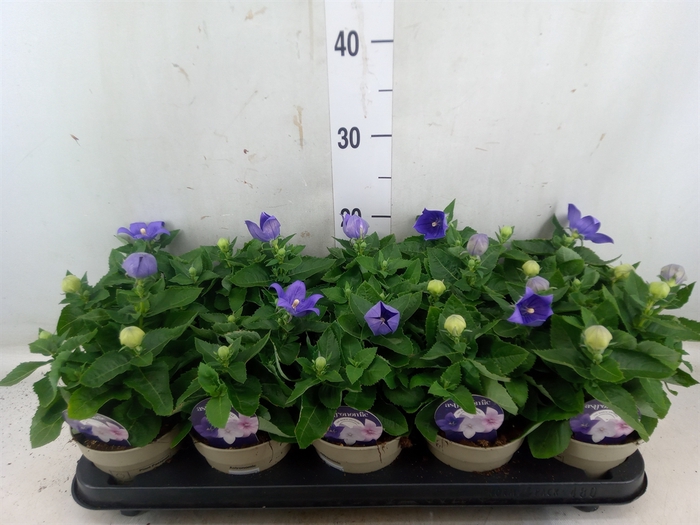 <h4>Platycodon grand. 'Astra Blue'</h4>