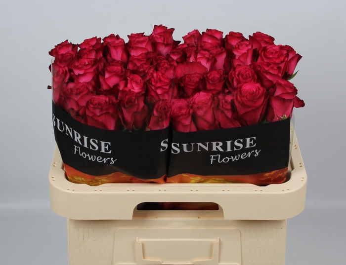 <h4>R GR PALOMA ROYALE</h4>