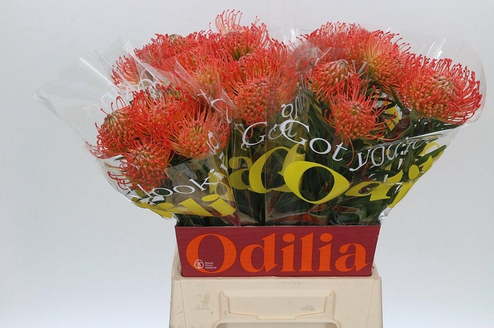 <h4>Nutans Succession</h4>