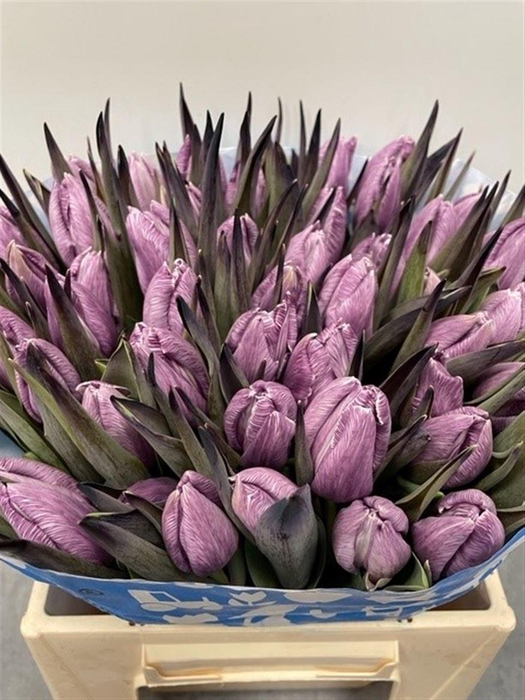 <h4>Tu Kb Cassis</h4>