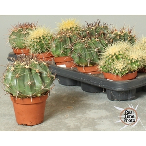 CACTUS OV