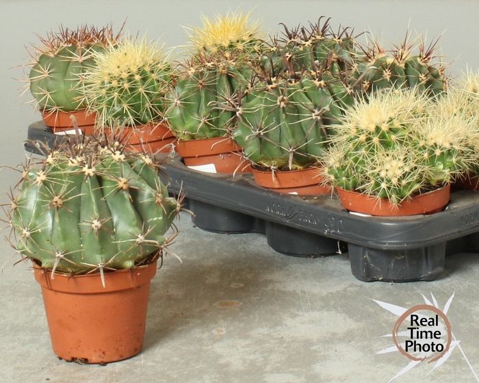 <h4>CACTUS OV</h4>