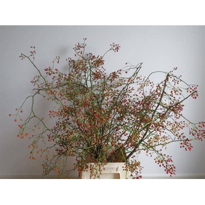 Rosa Corallo G Koster