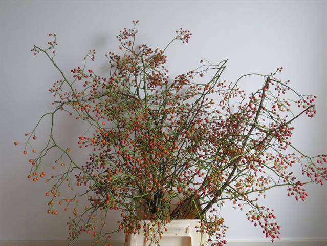 <h4>Rosa Corallo G Koster</h4>