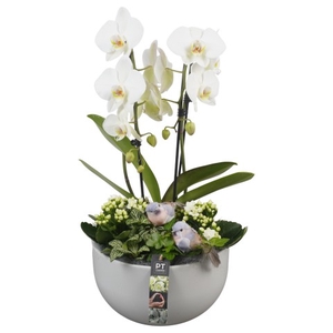 PTIB6373 Arrangementen kamerplanten