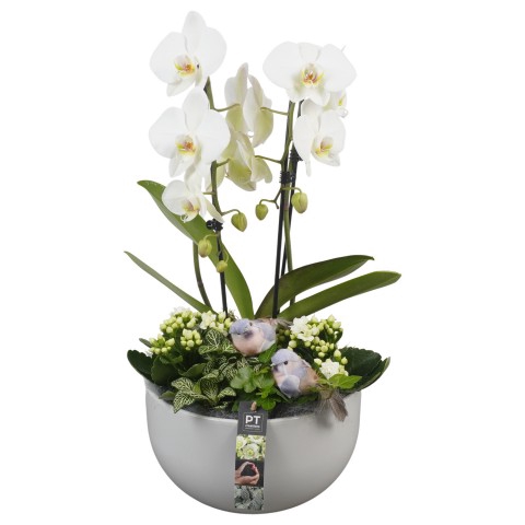 <h4>PTIB6373 Arrangementen kamerplanten</h4>