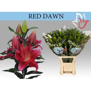 LI OR RED DAWN