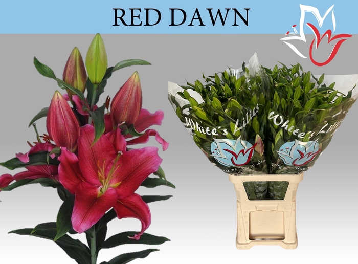 <h4>LI OR RED DAWN</h4>