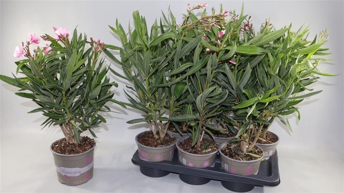 <h4>Nerium Oleander Ov</h4>