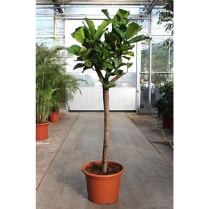 Ficus lyrata
