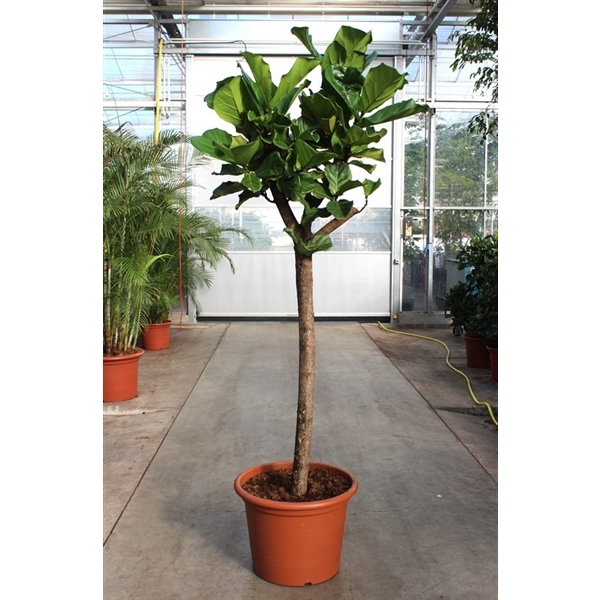 <h4>Ficus lyrata</h4>