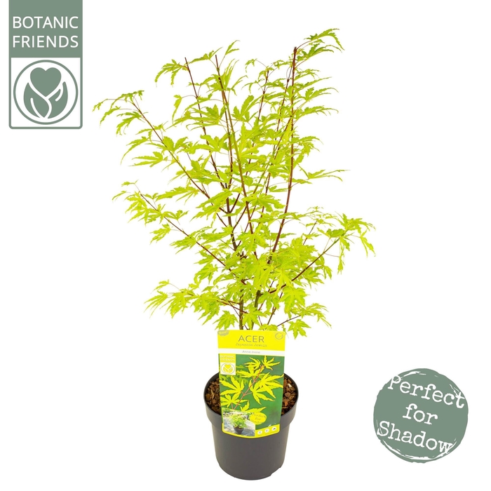 <h4>Acer palm. 'Anne Irene' ®</h4>