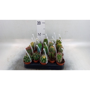 Cactus ...mix