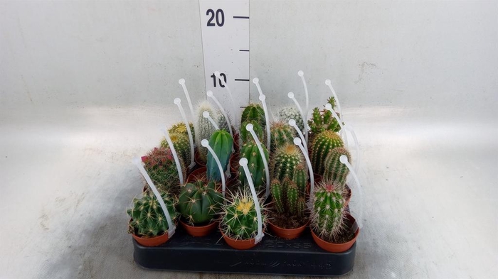 <h4>Cactus   ...mix</h4>