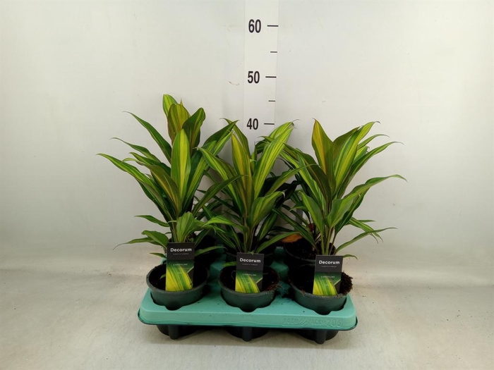 <h4>Cordyline fruti. 'Kiwi'</h4>