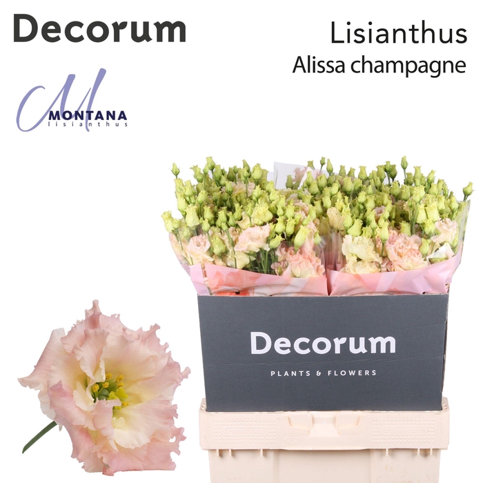 <h4>Lisianthus Alissa champagne 70cm</h4>