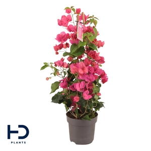 Bougainvillea Piramide Red p17