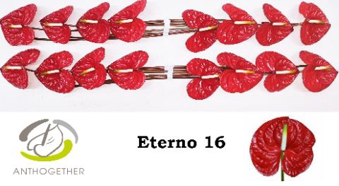 <h4>Anth A Eterno 11 cm X16 Wijnen</h4>