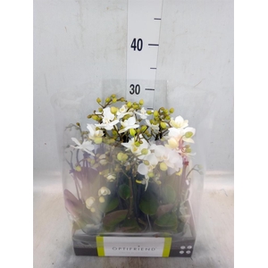 Phalaenopsis multi.   ...white