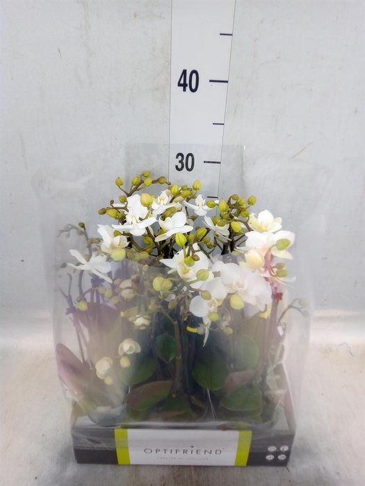 <h4>Phalaenopsis multi.   ...white</h4>