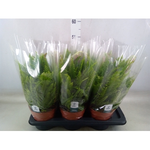 Nephrolepis exal. 'Green Lady'