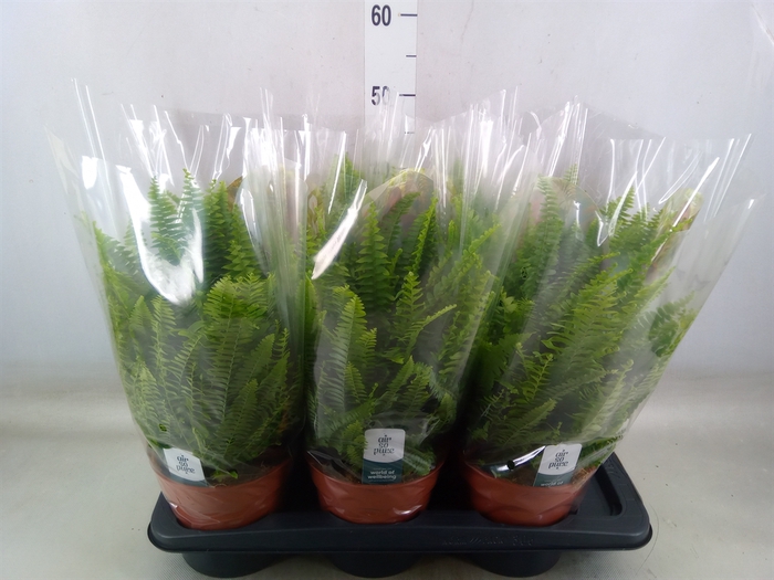 <h4>Nephrolepis exal. 'Green Lady'</h4>