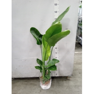 Strelitzia nicolai