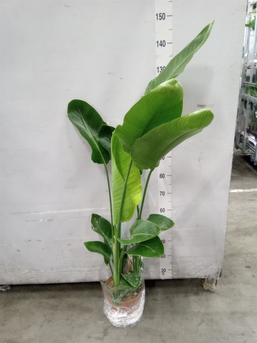 <h4>Strelitzia nicolai</h4>
