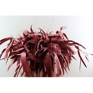 Euca Lancet Victoriablad Klbh Rood