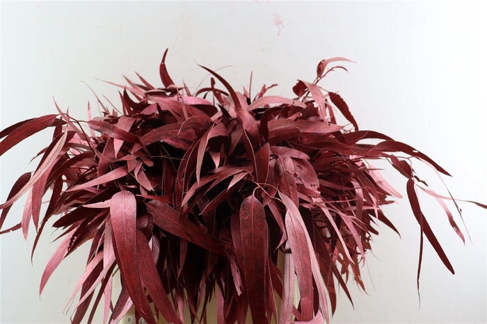 <h4>Euca Lancet Victoriablad Klbh Rood</h4>