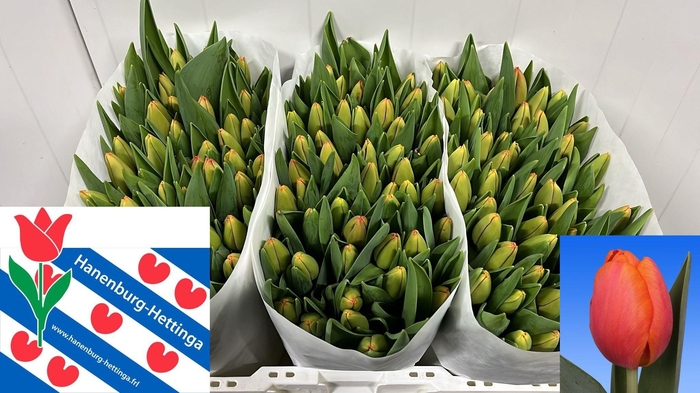 <h4>TU EN TIME OUT</h4>