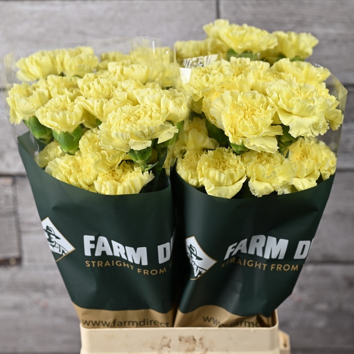 <h4>DI ST ILIAS</h4>