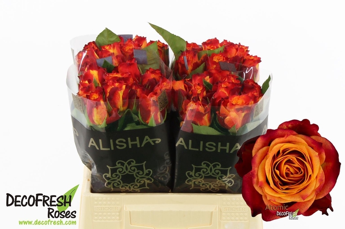 <h4>Rosa GR 'Atomic'</h4>