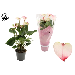 Anthurium 14 cm Amalia Elegance in Couture sleeve