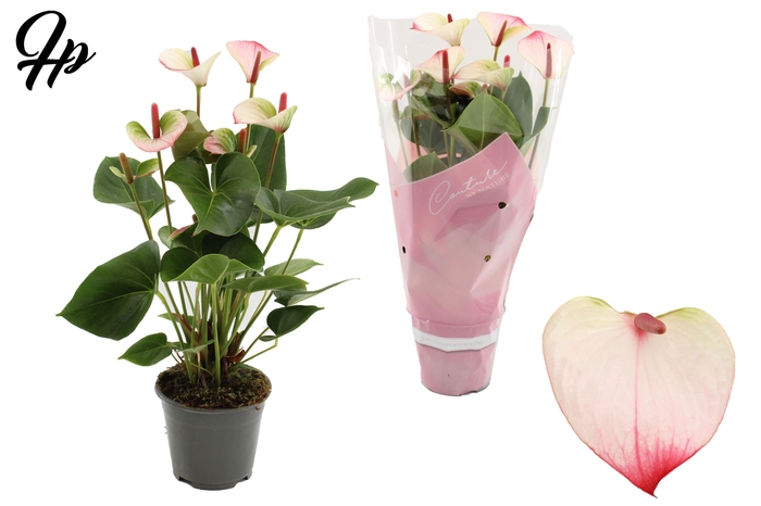<h4>Anthurium 14 cm Amalia Elegance in Couture sleeve</h4>