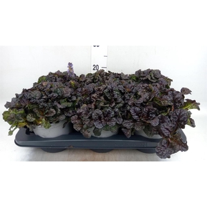 Ajuga reptans   ...